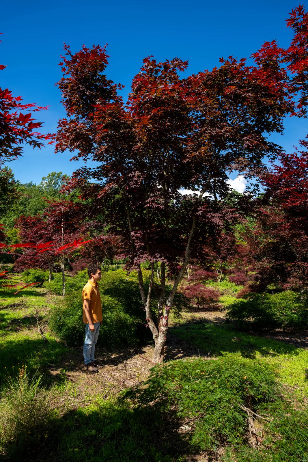 Acer palmatum 'Atropurpureum'