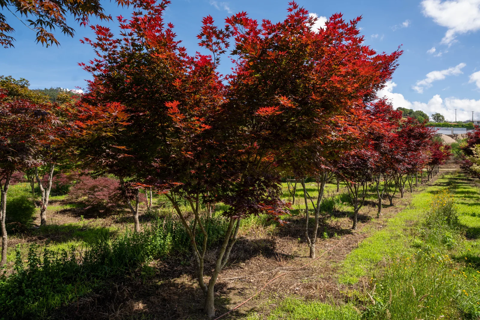 Japanese Maple 'Fireglow'