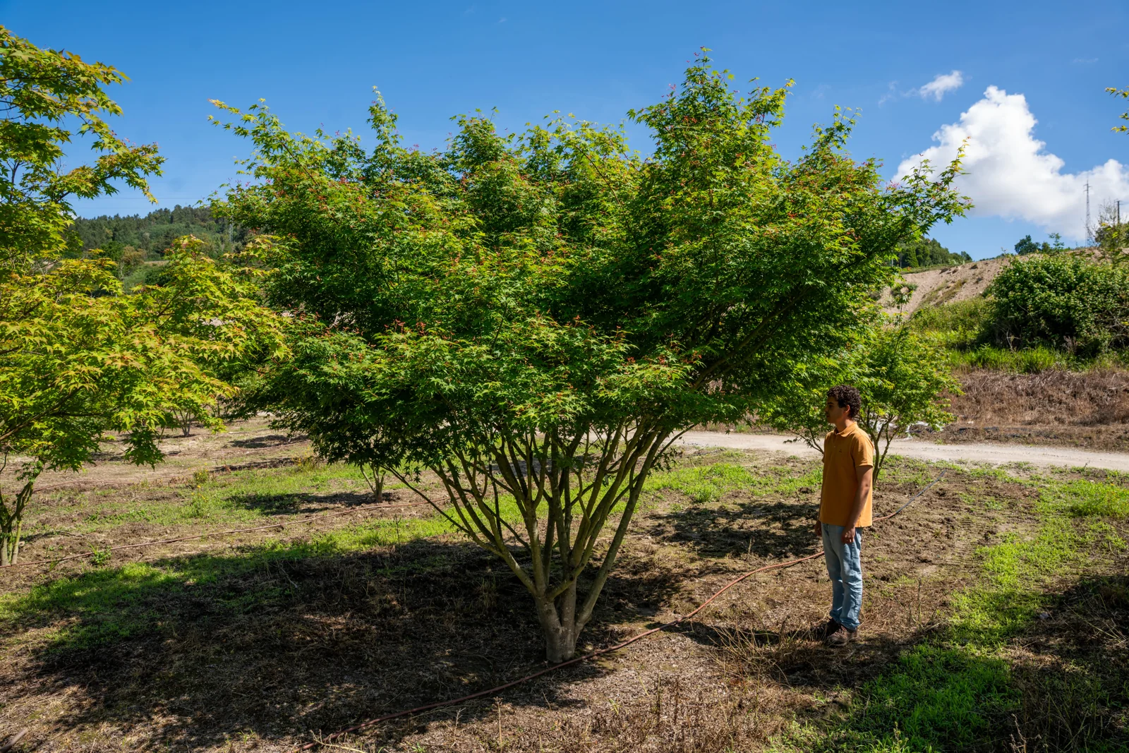 Acer palmatum