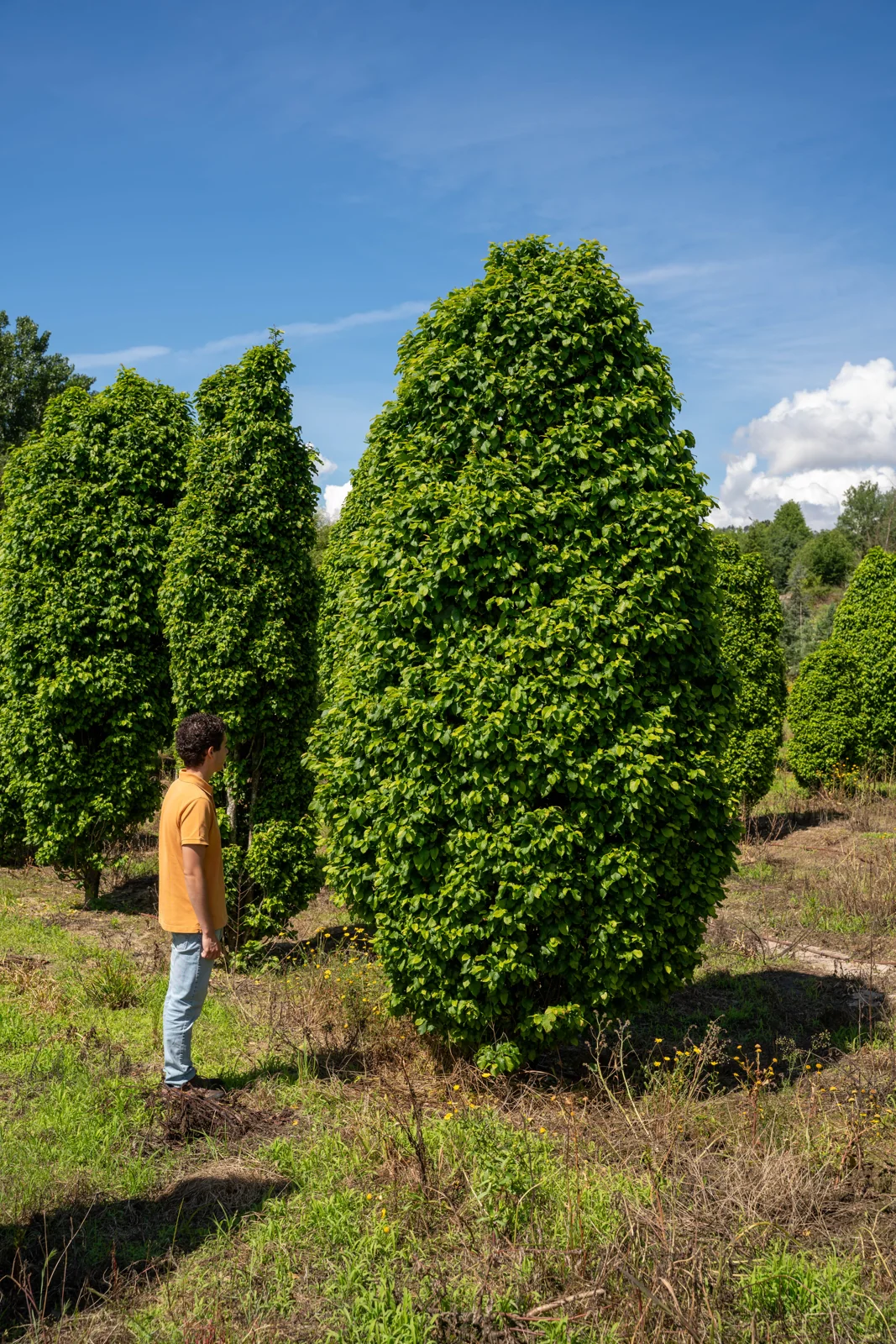 Carpinus betulus 'Monumentalis'