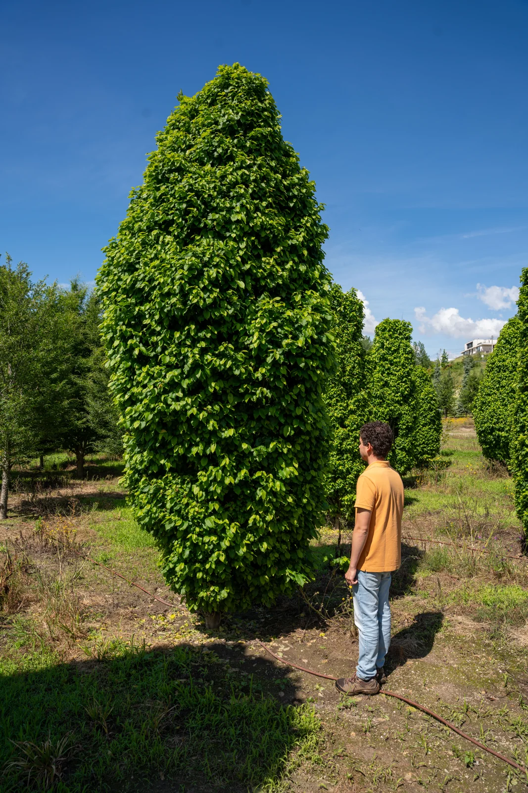 Carpinus betulus 'Monumentalis'