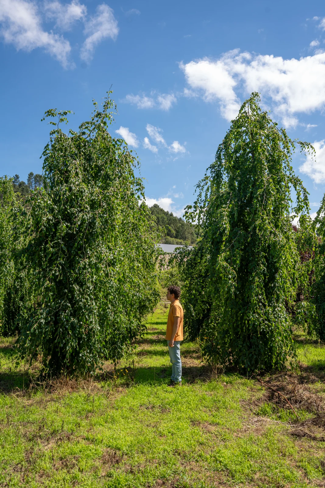 Fagus sylvatica 'Pendula'