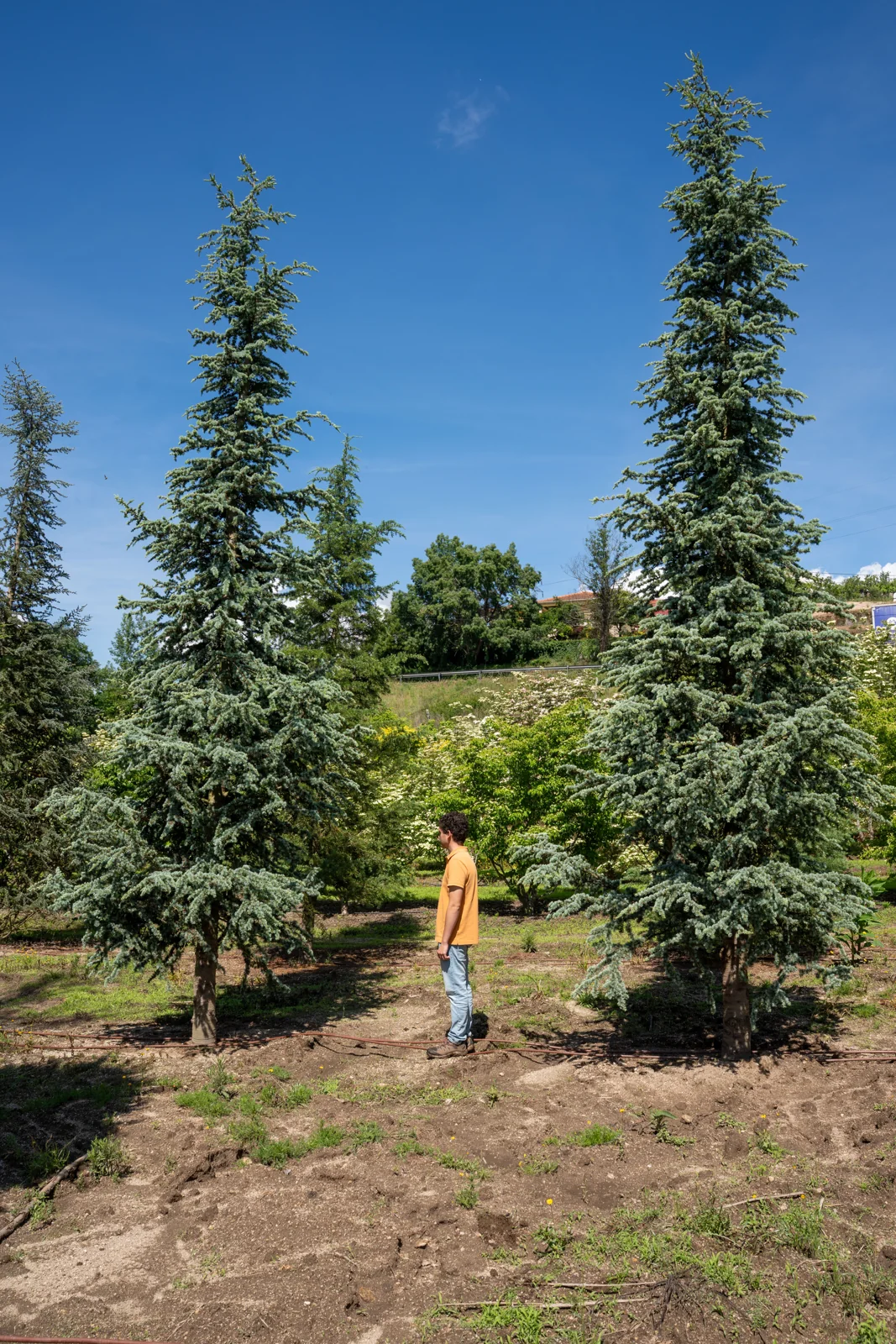 Cedrus atlantica 'Aurea'