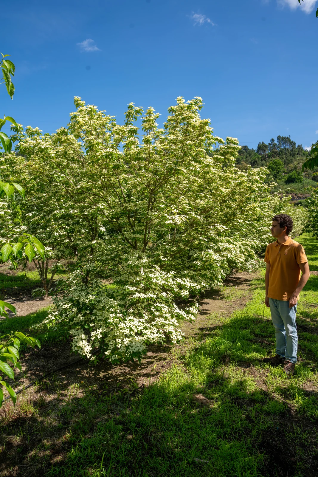 Cornus kousa chinensis 'Milky Way'