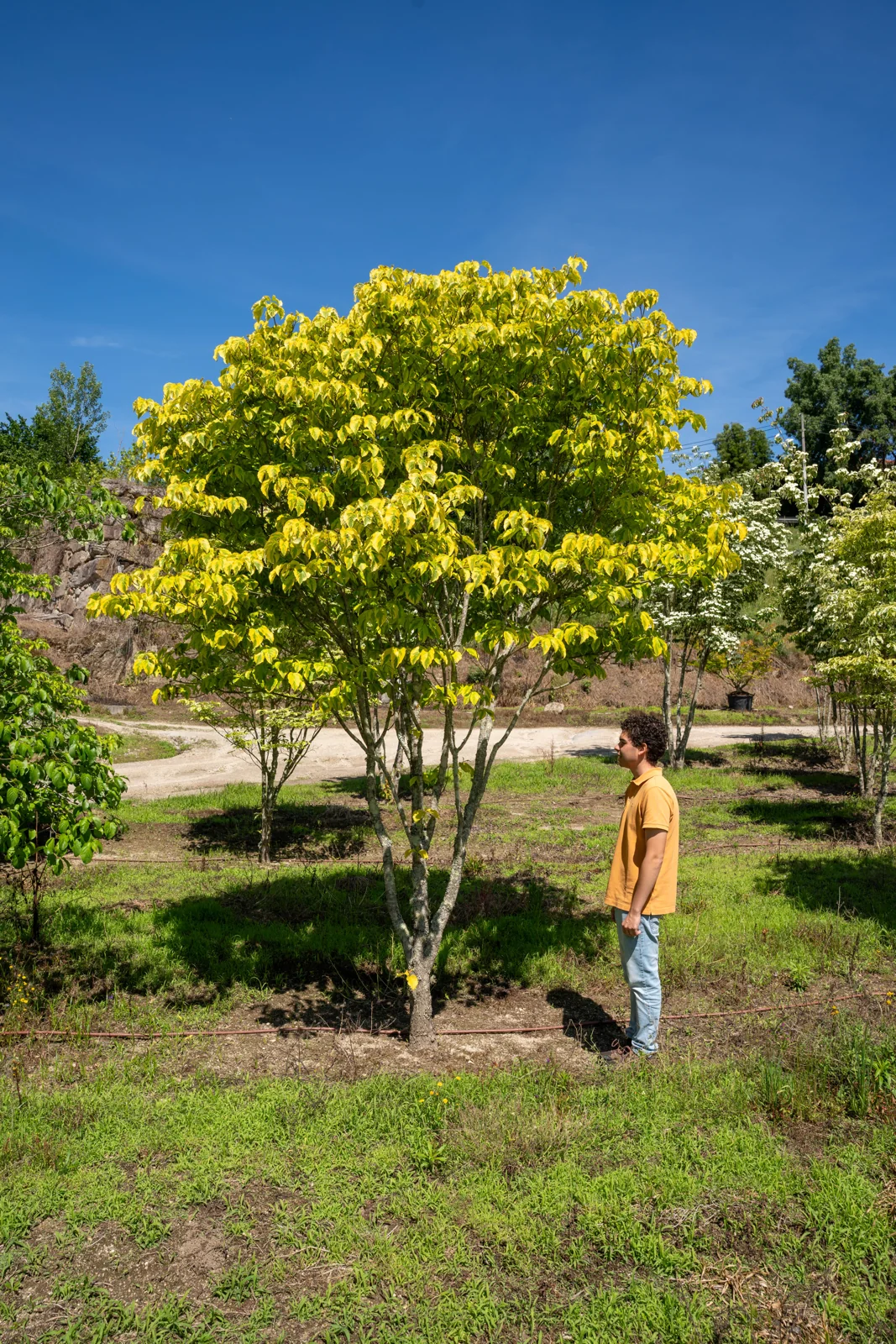 Flowering Dogwood 'Rainbow'