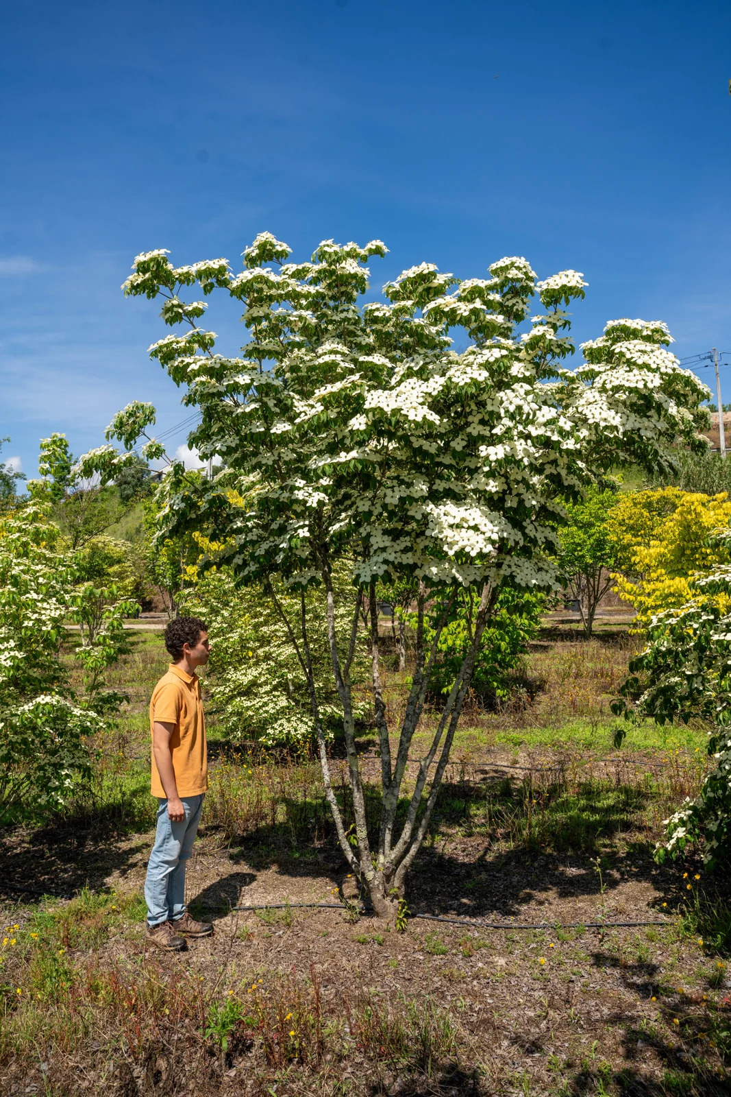 Cornus kousa 'Chinensis'