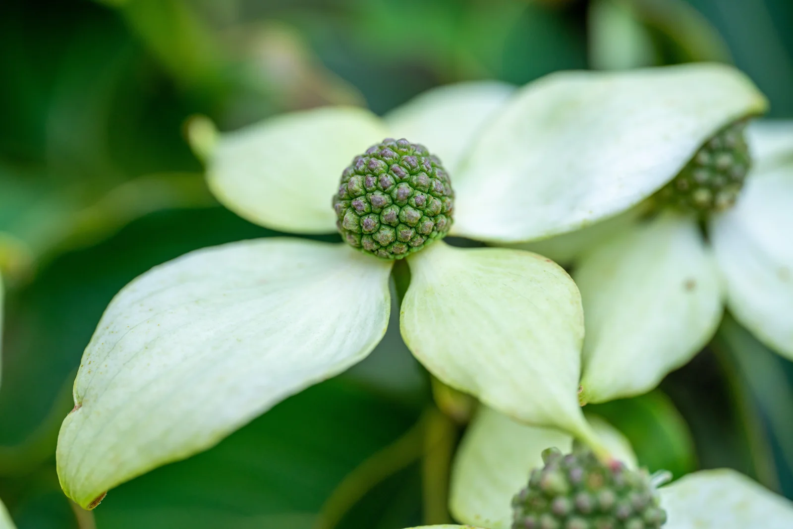 Cornus kousa chinensis 'China Girl'