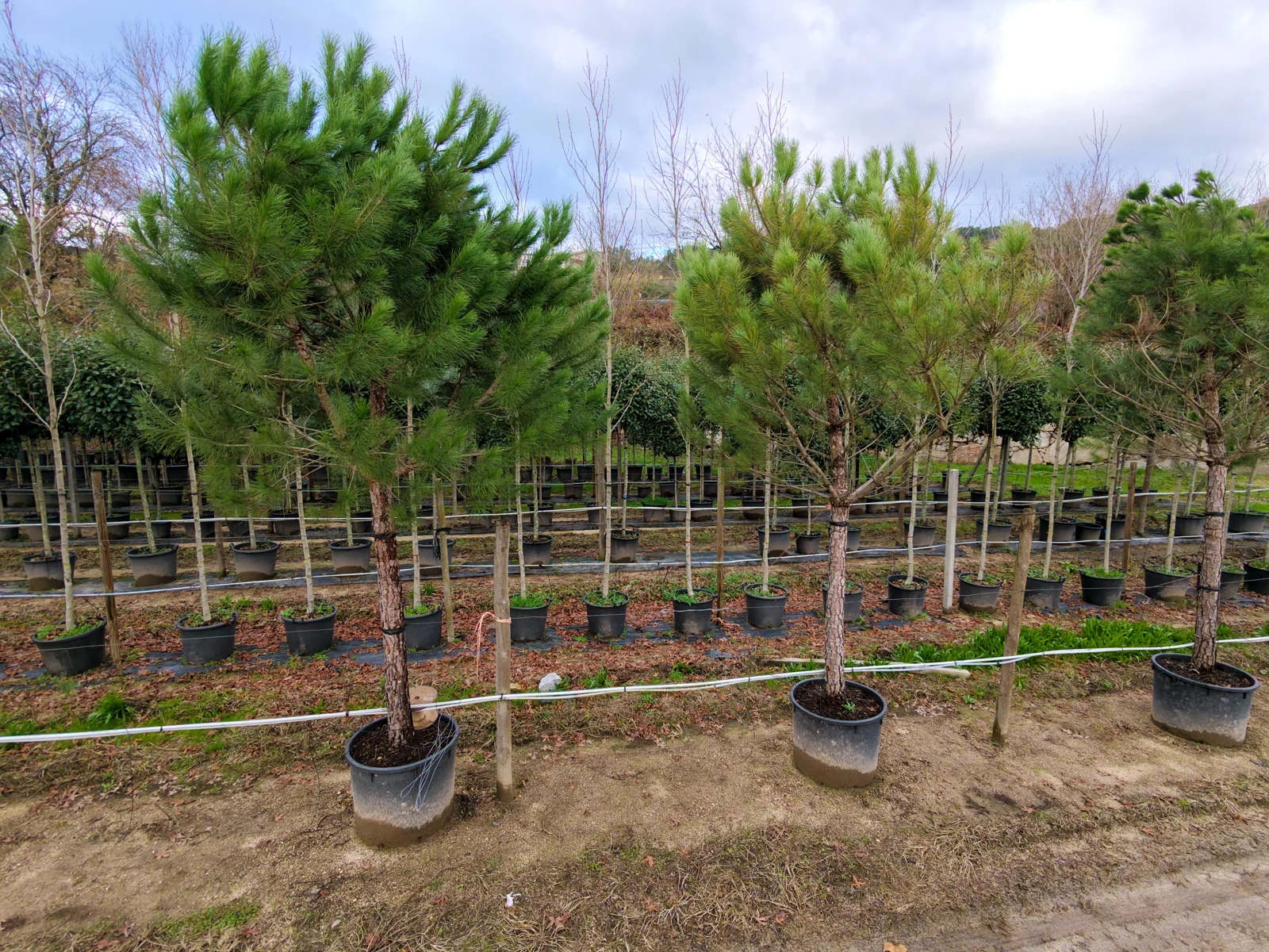 Pinus pinea