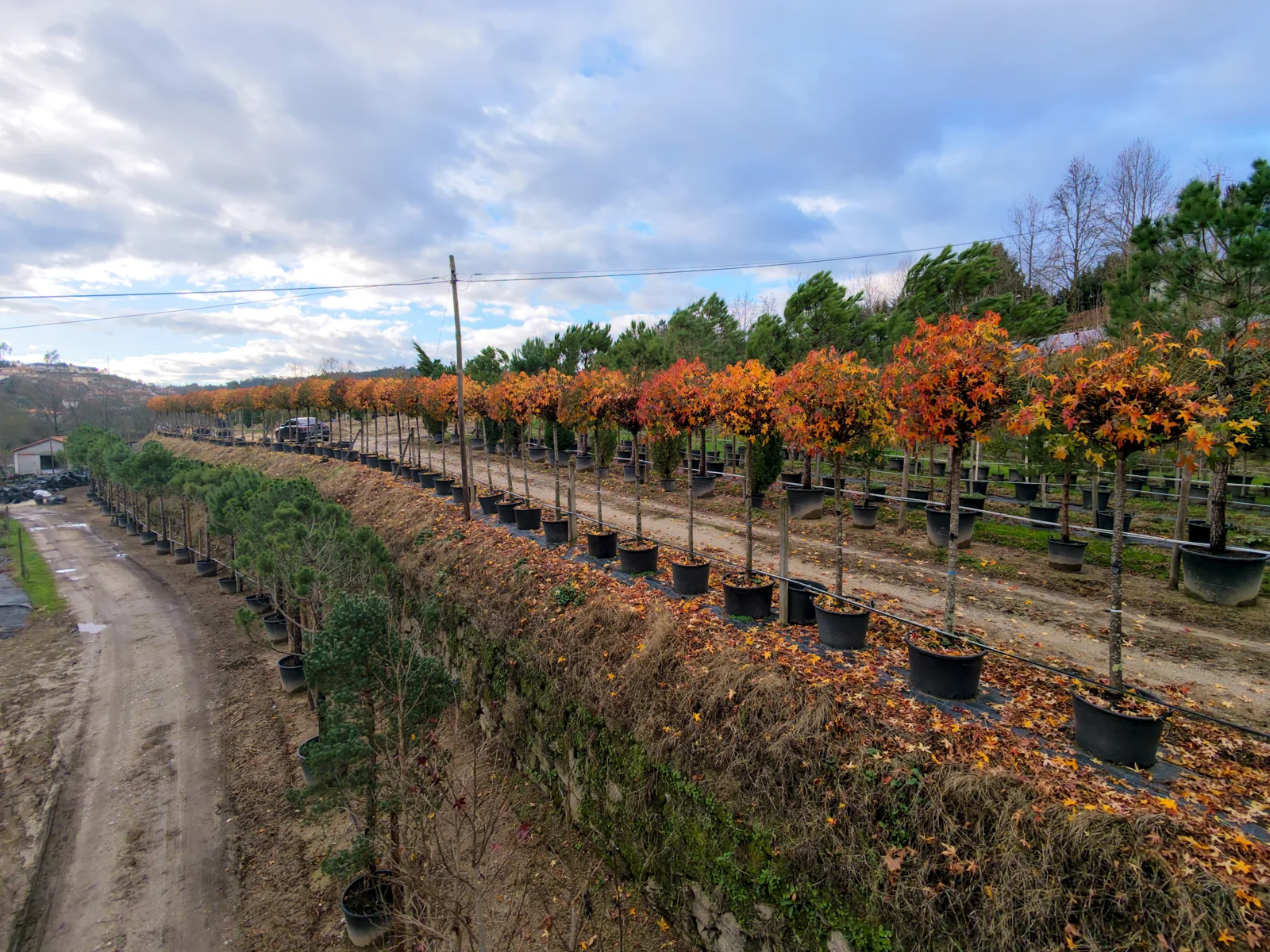 Liquidambar styraciflua 'Globosum'