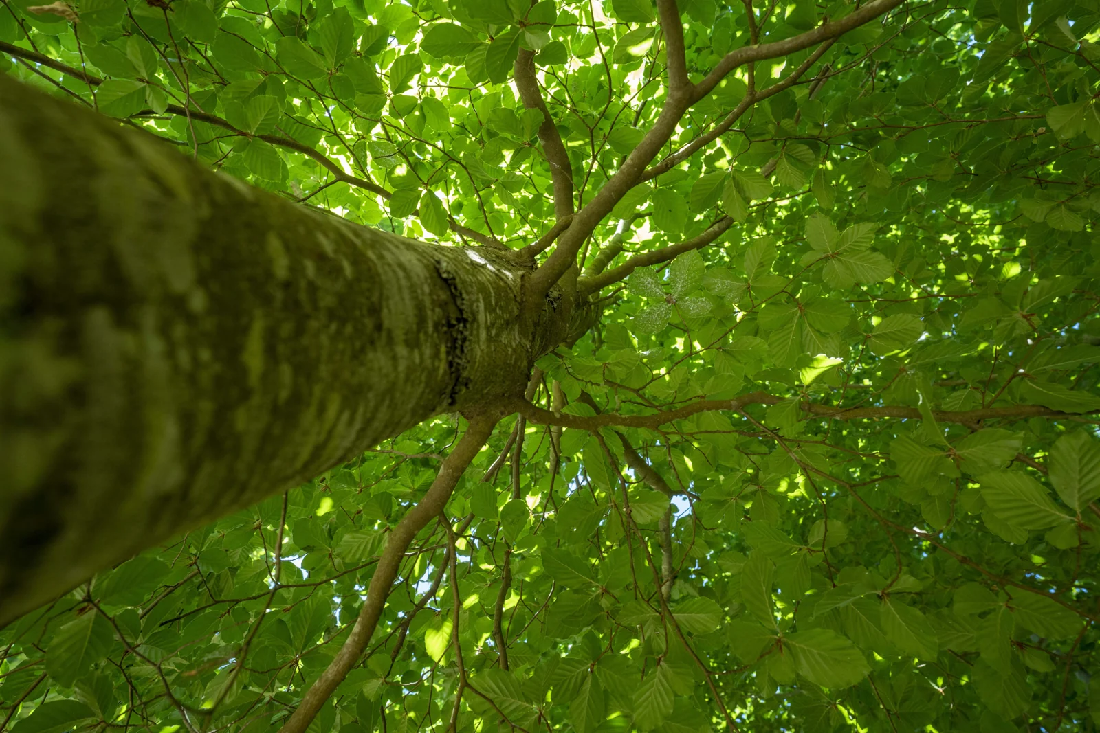 Fagus sylvatica