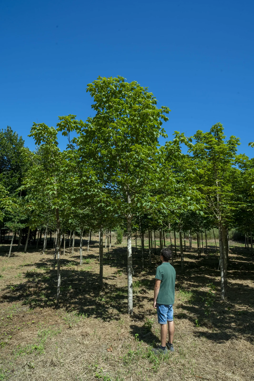 Rotblühende Rosskastanie 'Briotii'