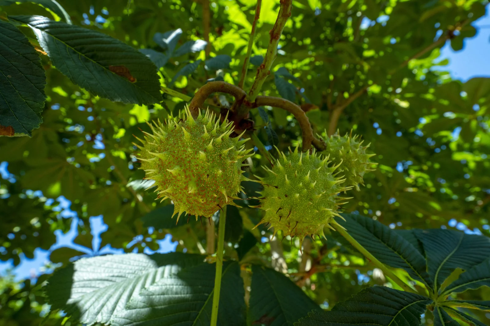 Aesculus hippocastanum 'Baumannii'