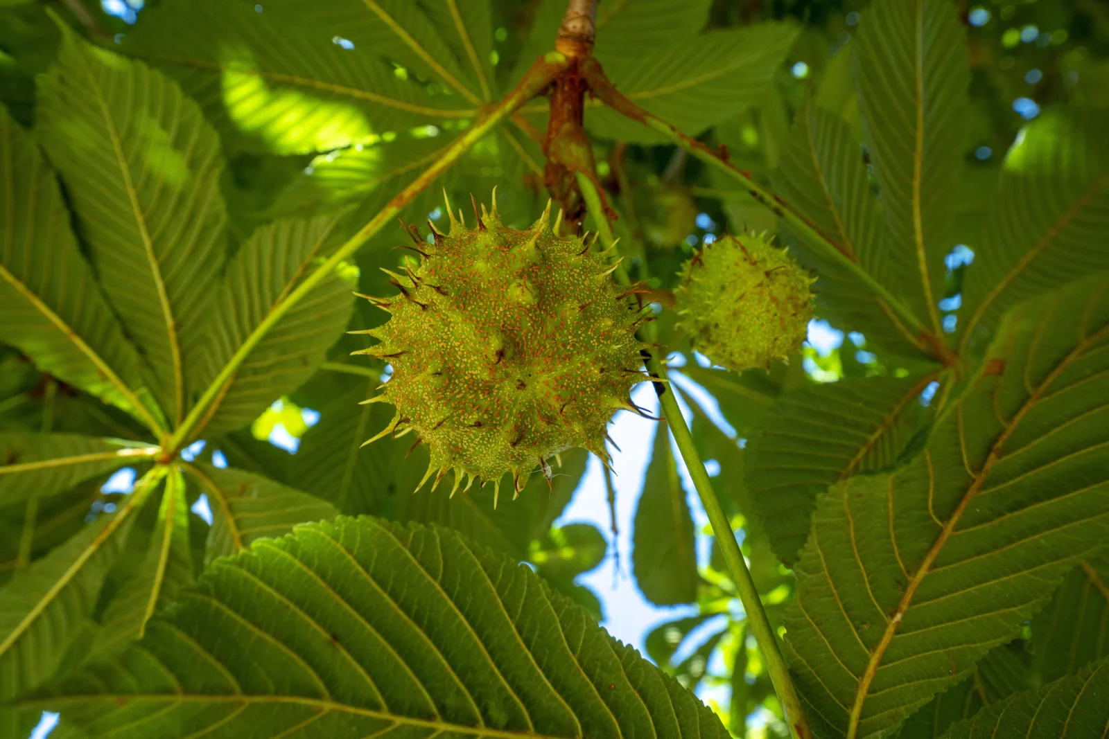 Aesculus hippocastaneum