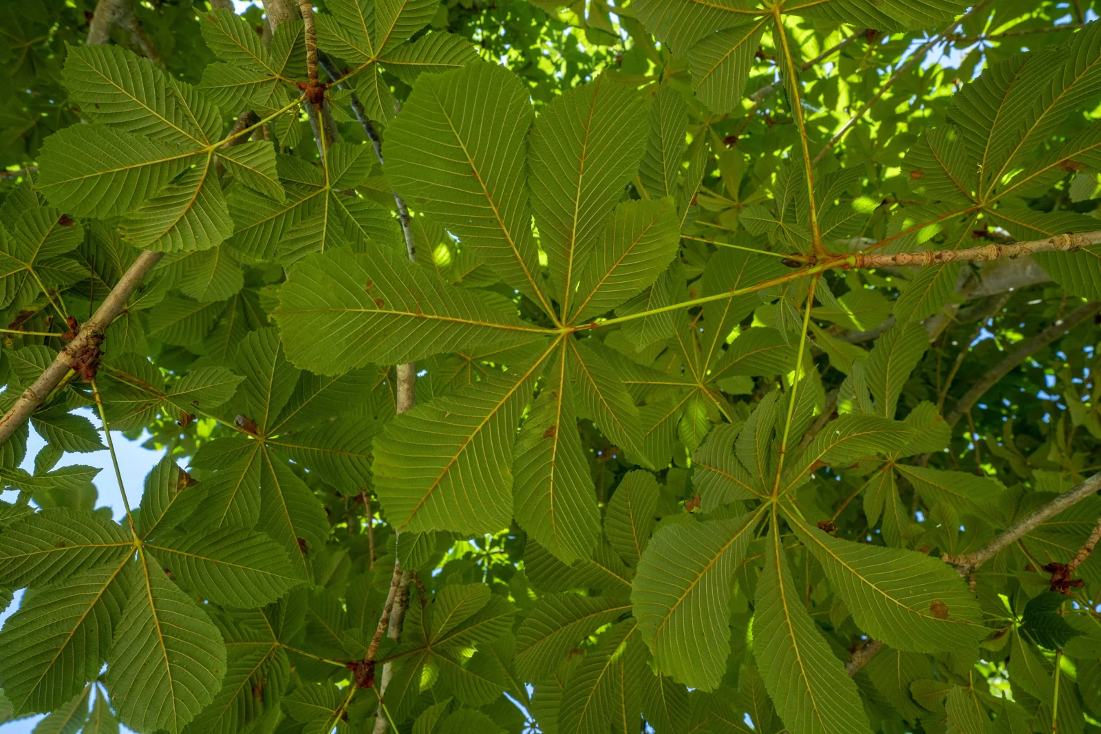 Aesculus hippocastaneum