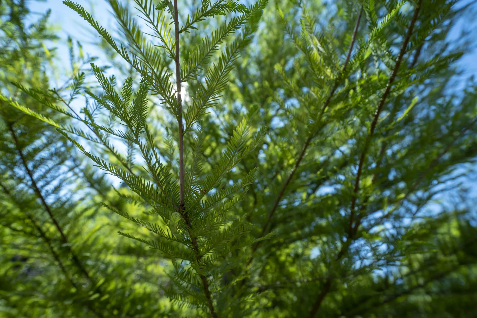 Taxodium distichum