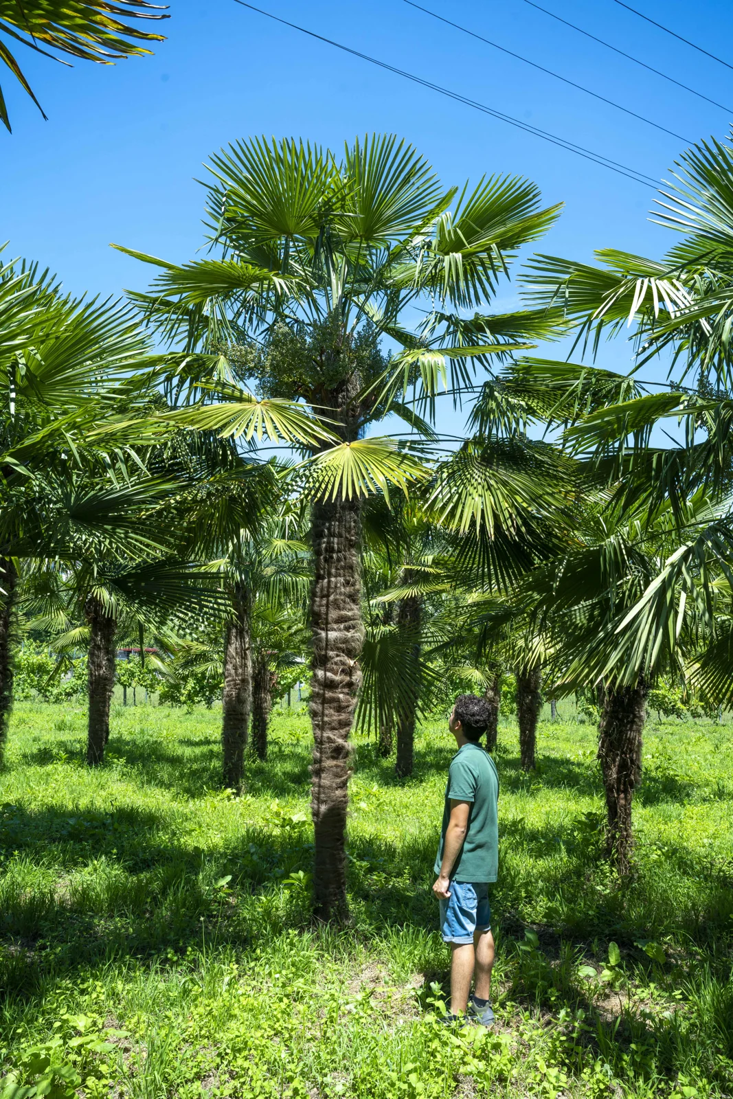 Chusan Palm