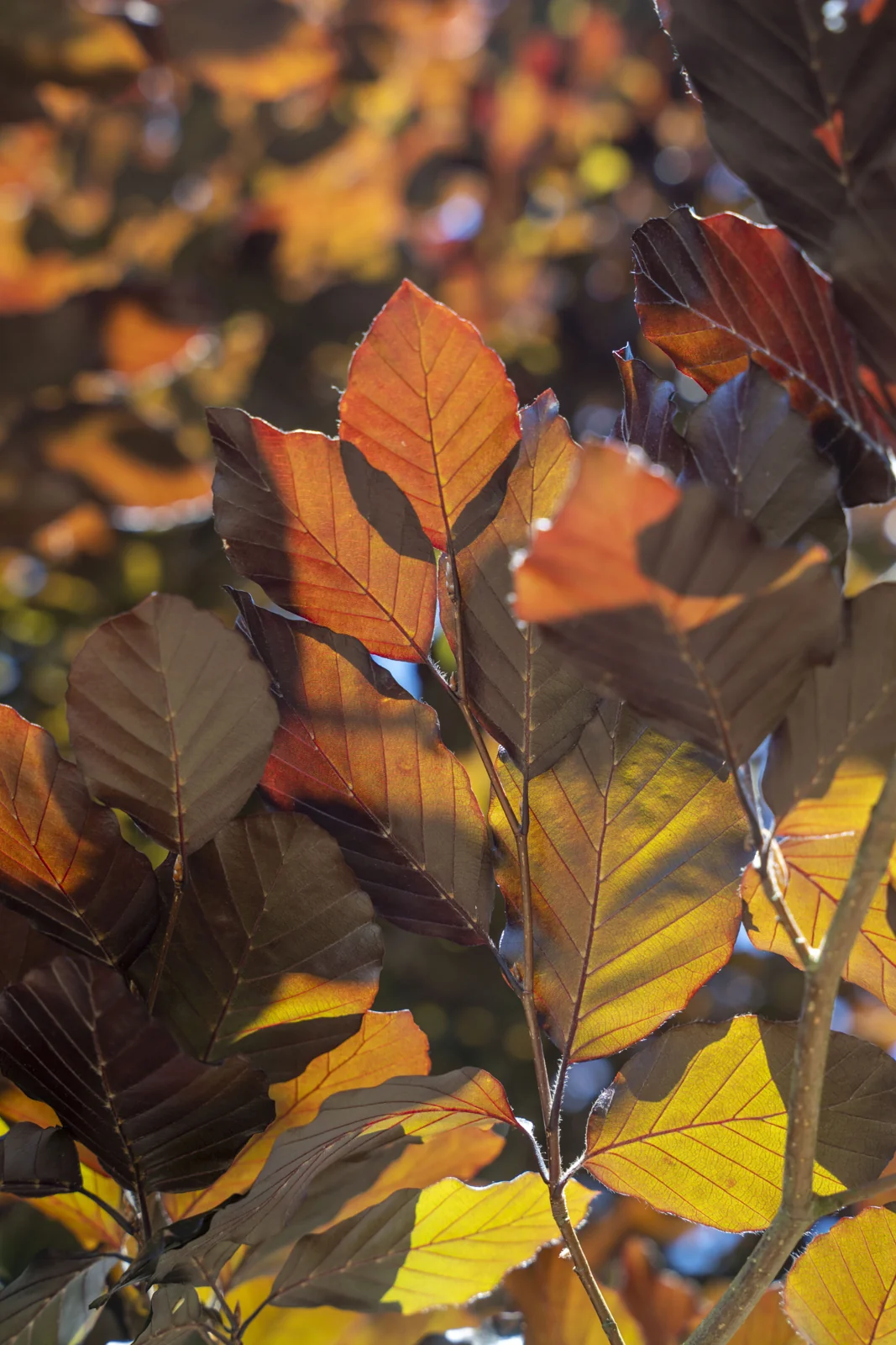 Fagus sylvatica 'Atropurpureum'