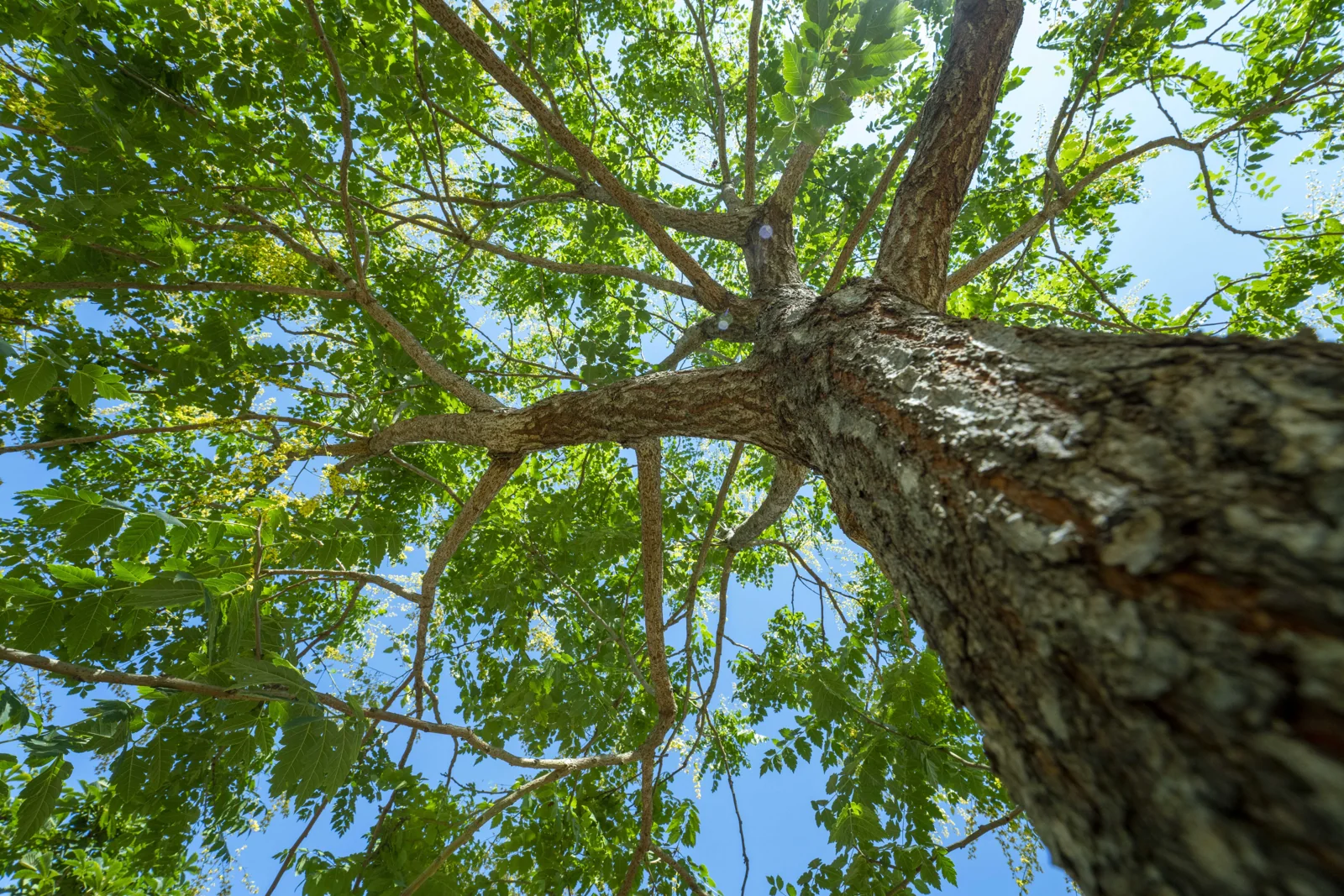 Koelreuteria paniculata