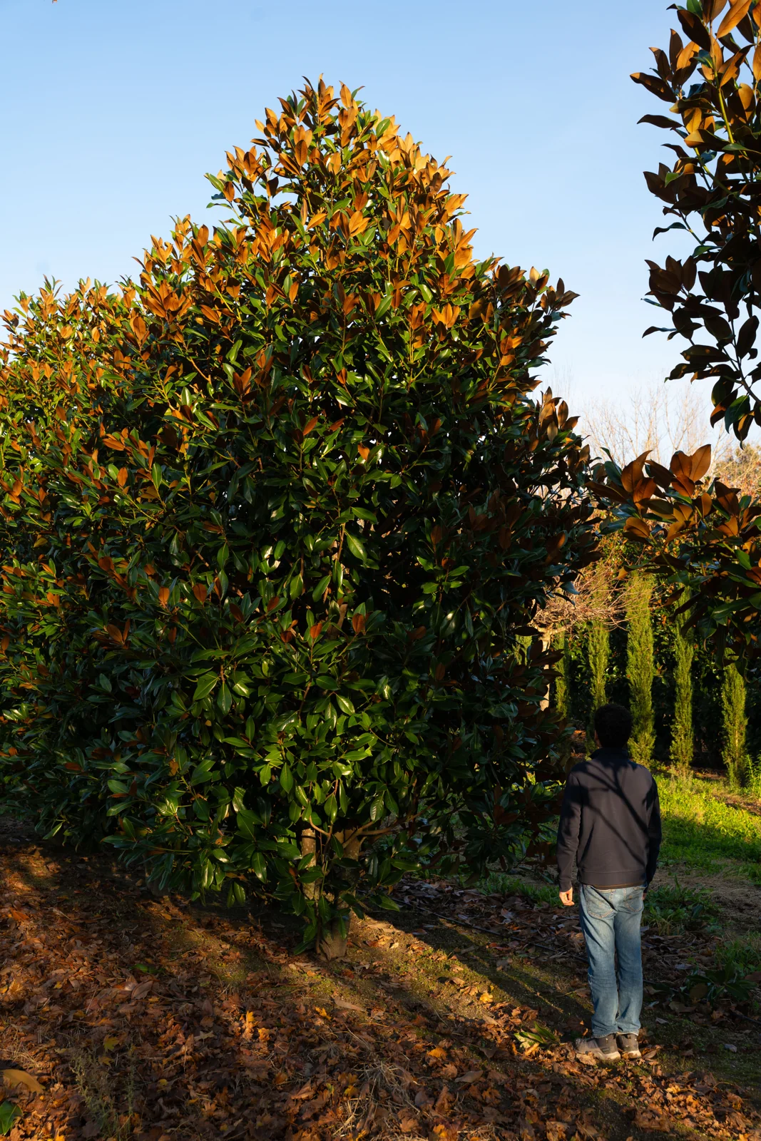 Magnolia grandiflora 'Gallisoniensis'