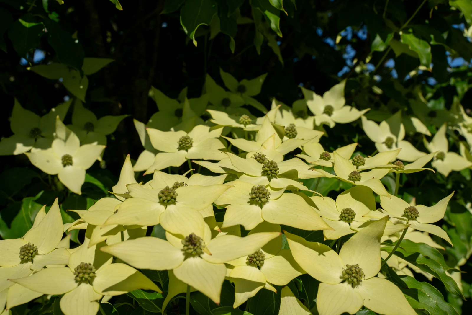 Cornus kousa chinensis 'Milky Way'