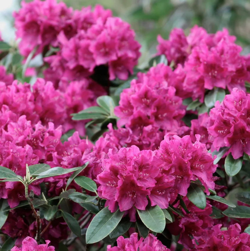 Rhododendron hybridum