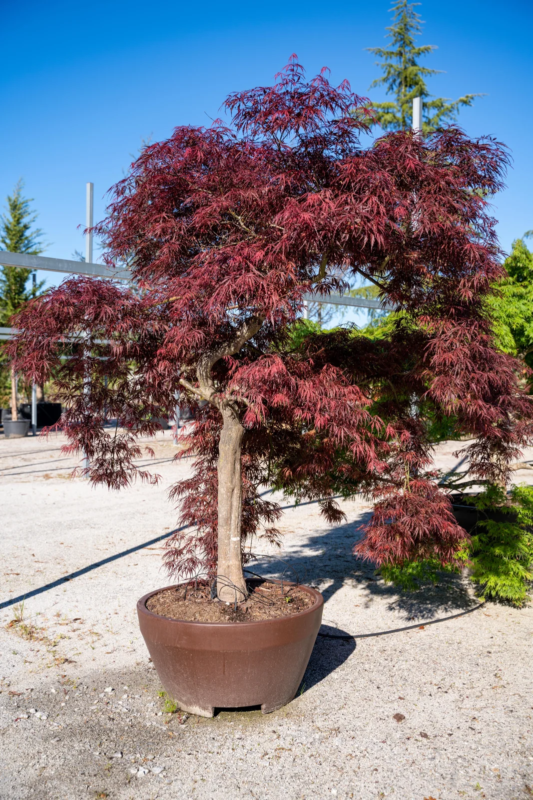 Acer palmatum 'Dissectum Garnet'