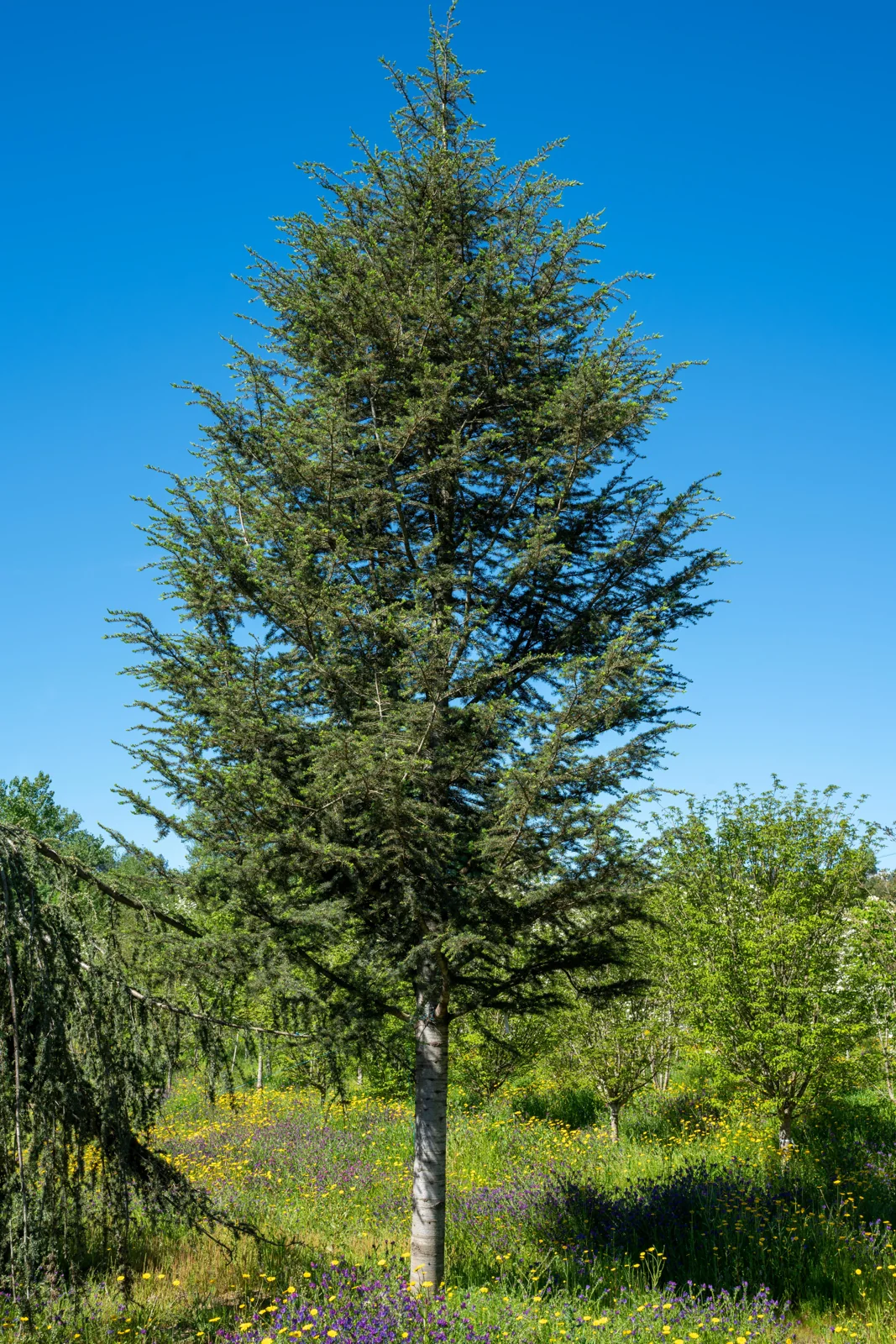 Cedrus libani