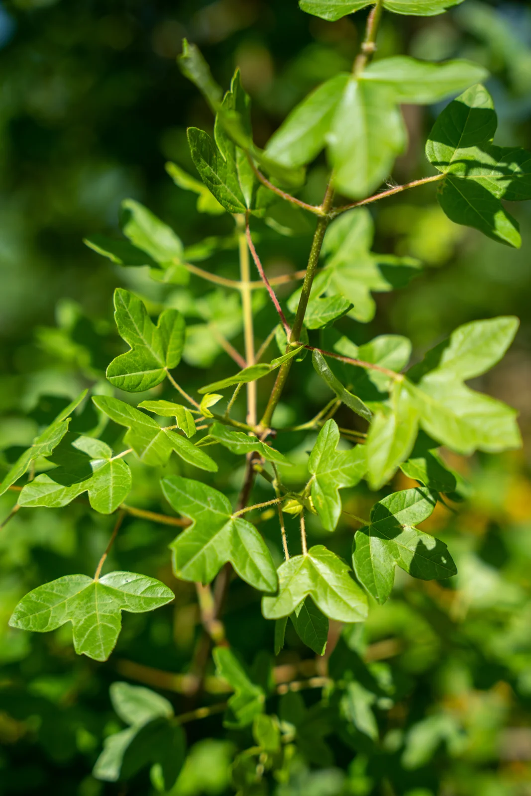 Acer monspessulanum
