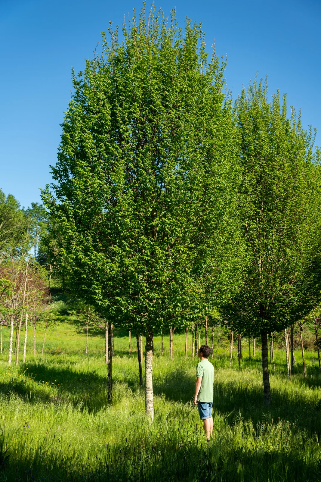 Carpinus betulus 'Fastigiata'