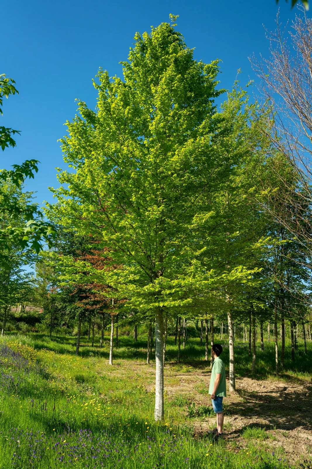 Fagus sylvatica