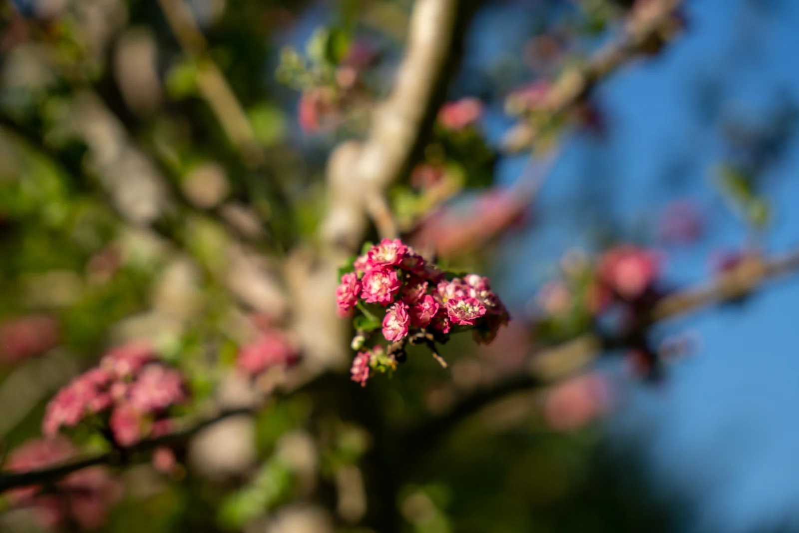 Crataegus laevigata 'Paul's Scarlet'