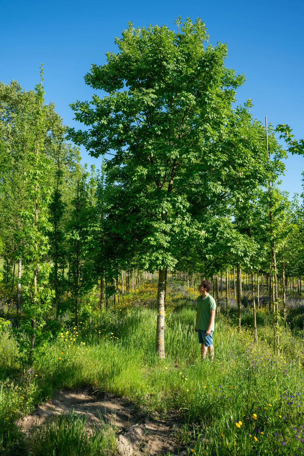 Fraxinus ornus