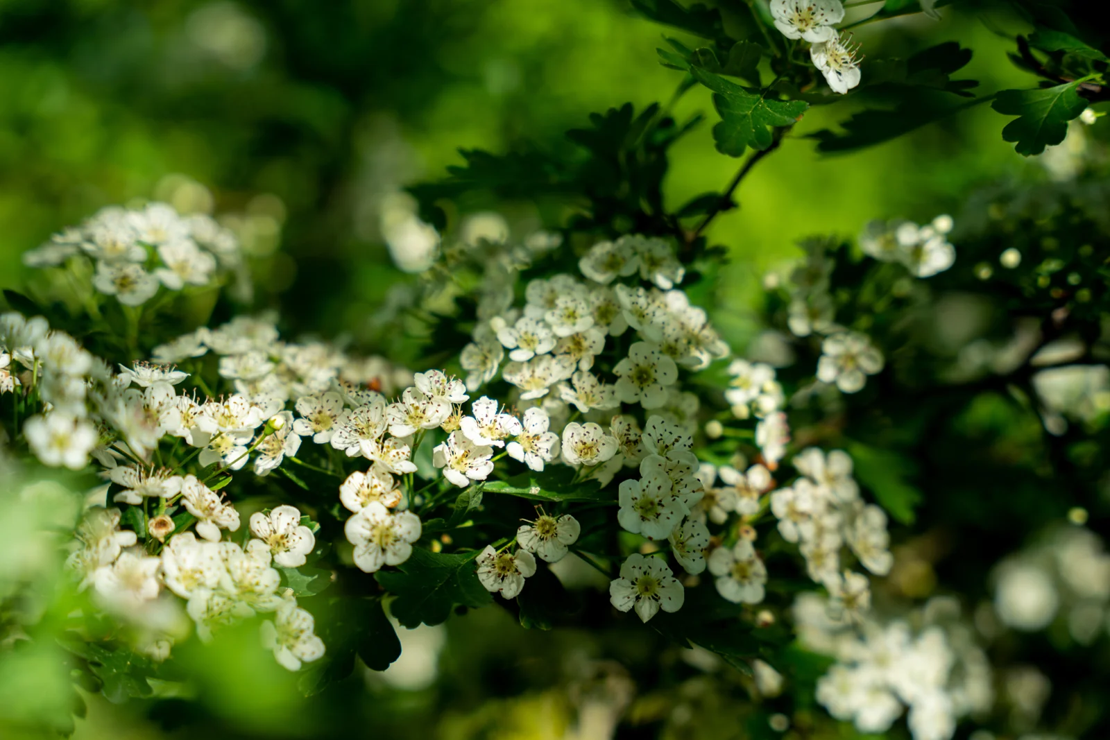 Crataegus monogyna