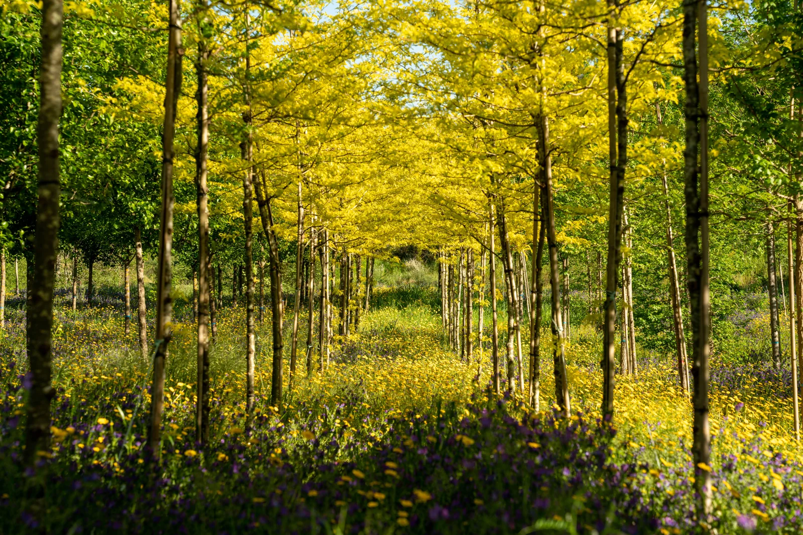 Gleditsia triacanthos 'Sunburst'