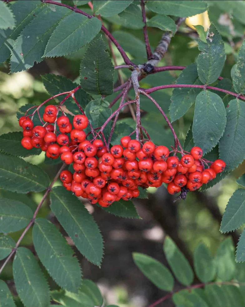 Sorbus aucuparia