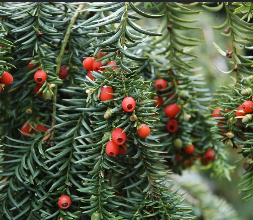 Taxus baccata 'Fastigiata Robusta'